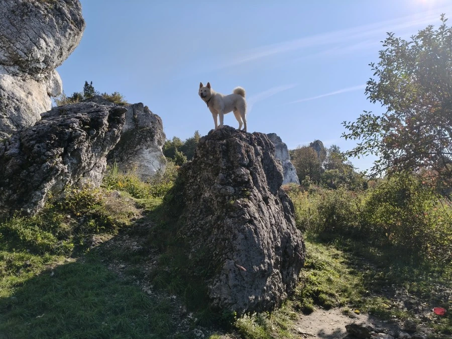 Leon, rzadko ale czasem bywa, jako 2 instruktor i ochroniarz. Fot. Maciej Bedrejczuk